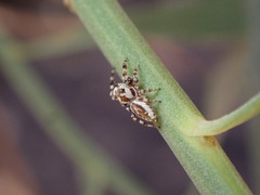 Metaphidippus chera