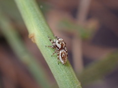 Metaphidippus chera