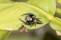 Opisthoncus mordax