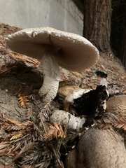 Agaricus