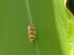 Lophopinae