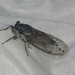 Neocicada hieroglyphica