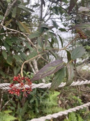 Viburnum urceolatum