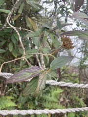 Viburnum urceolatum