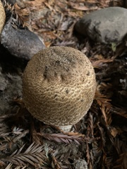 Agaricus