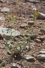 Senecio eremophilus kingii