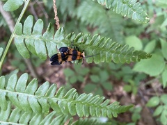 Calopteron