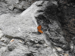 Pseudergolis wedah