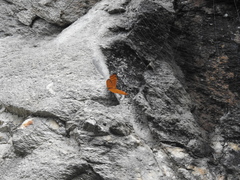 Pseudergolis wedah