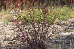 Senecio eremophilus kingii