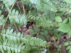 Calopteron