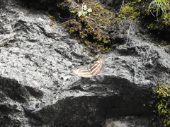 Limenitidinae