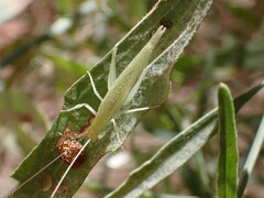 Oecanthus rileyi