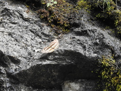 Limenitidinae