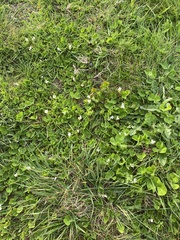 Trifolium subterraneum