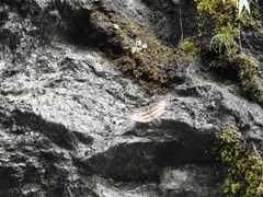 Limenitidinae