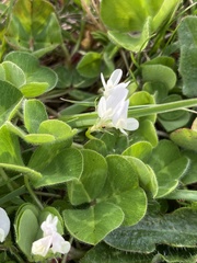 Trifolium subterraneum