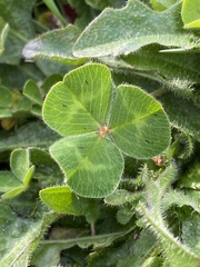 Trifolium subterraneum