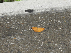 Pseudergolis wedah