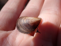 Dreissena bugensis