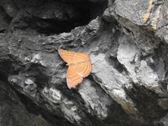Pseudergolis wedah