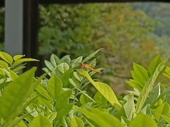 Neurothemis fluctuans