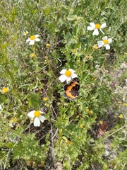 Chlosyne lacinia adjutrix