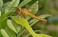 Neurothemis fluctuans