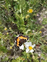 Chlosyne lacinia adjutrix