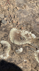 Protoparmeliopsis muralis