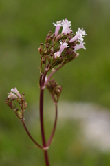 Valeriana tuberosa