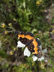 Chlosyne lacinia adjutrix