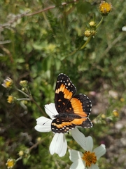 Chlosyne lacinia adjutrix