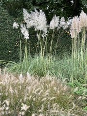 Cortaderia