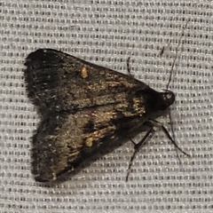 Tetanolita mynesalis