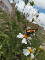 Chlosyne lacinia adjutrix