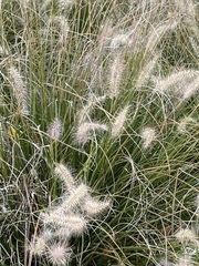 Cortaderia