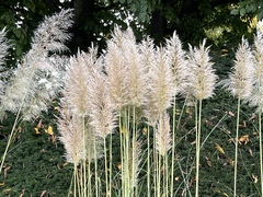 Cortaderia