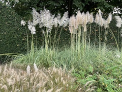 Cortaderia