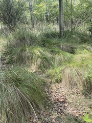 Muhlenbergia macroura