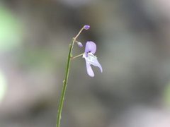 Hylodesmum