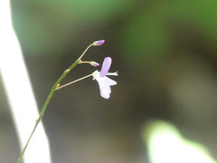 Hylodesmum
