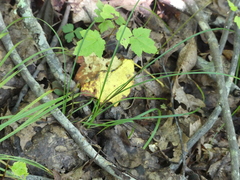 Hylodesmum