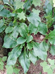 Packera toluccana