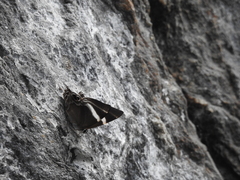 Abisara neophron
