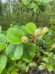 Hibiscus glandulifer