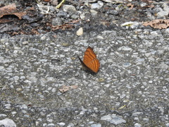 Pseudergolis wedah