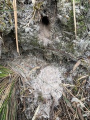 Pardalotus punctatus punctatus