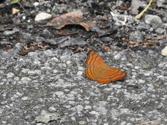Pseudergolis wedah