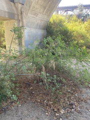 Fraxinus dipetala